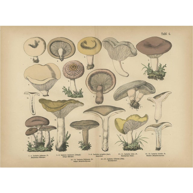 Dr. Wilhelm Fünfstück, Antique Fungi Lactarius Mushrooms Lithograph, 1885 For Sale
