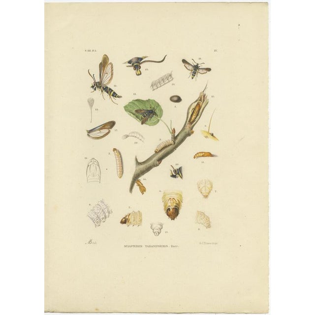 This striking matching pair of antique moth engravings originates from Parts 3–4 of the rare third and final series of...