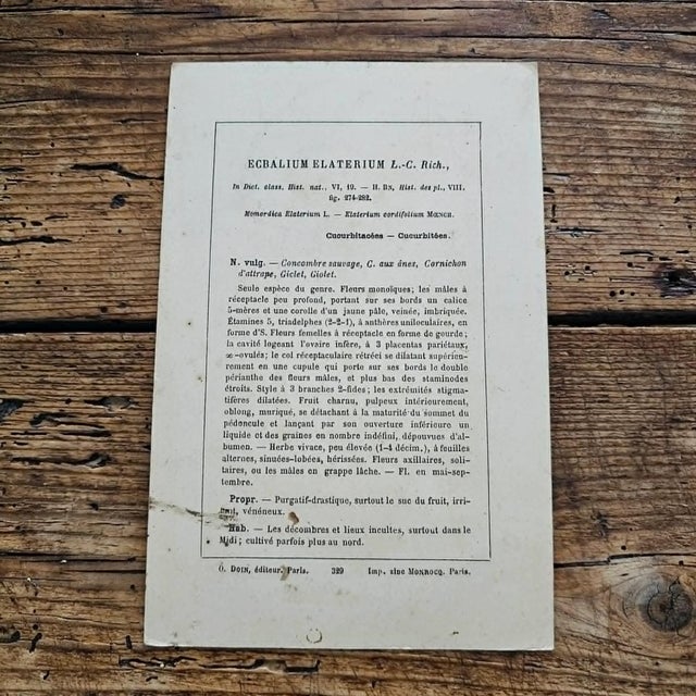 French Antique French Botanical Lithograph - squirting cucumber For Sale - Image 3 of 4