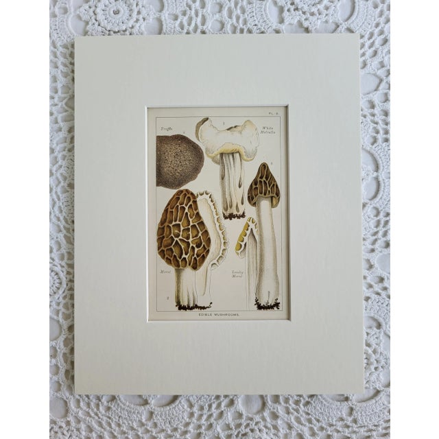 Late 19th Century Matted 1894 Color Lithograph of Morel Truffle Mushrooms For Sale - Image 5 of 5