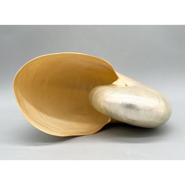 Off-white Large Natural Polished Nautilus Shell Specimen – Coastal / Organic Modern For Sale - Image 8 of 9