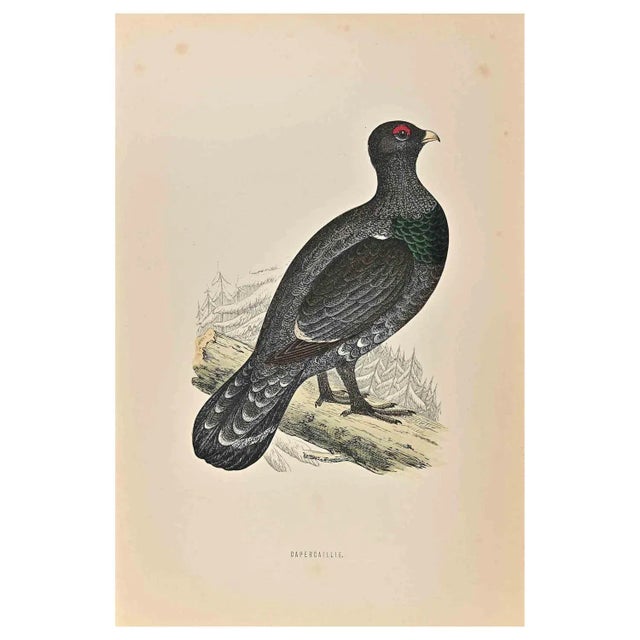 Capercaillie is a modern artwork realized in 1870 by the British artist Alexander Francis Lydon (1836-1917) . Woodcut...