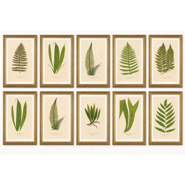 Exotic Victorian Fern Lithograph Collection with English Species Names, 1856 A striking and highly decorative set of ten...