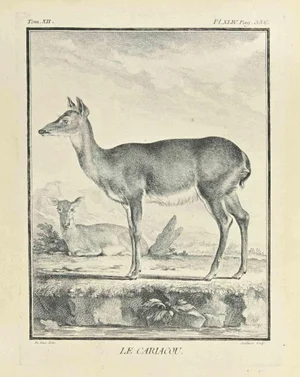 Claude Jardinier, Le Cariacou, Etching, 1771