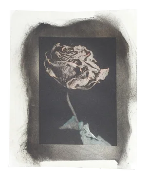 Vintage Cyanotype Hand Colored Rose Photograph