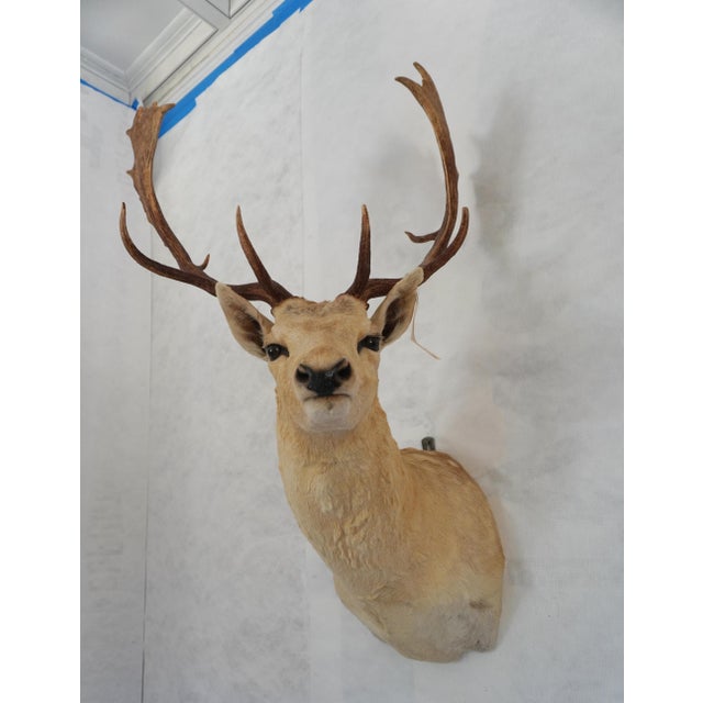 Leucistic Fallow Stag Deer Head Bust Mount ~24" rack Leucistic Very light / blonde fur Would look beautiful on its own...