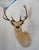 Leucistic Fallow Stag Deer Head Bust Mount ~24" rack Leucistic Very light / blonde fur Would look beautiful on its own...