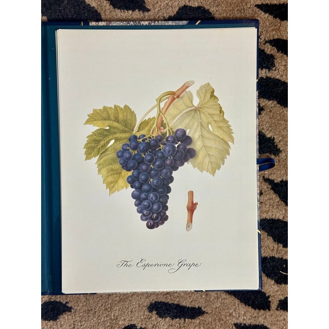 Cream William Hooker Botanical Fruit Illustration Portfolio - 12 Piece Gallery Grid Set For Sale - Image 8 of 8