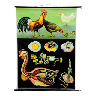 Vintage Country Style Chicken Hen Pull-Down Wall Chart by Jung Koch Quentell For Sale