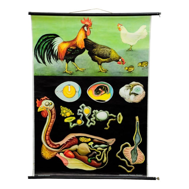 Vintage Country Style Chicken Hen Pull-Down Wall Chart by Jung Koch Quentell For Sale