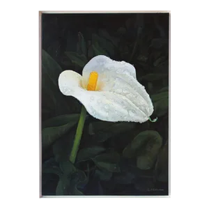 A Realist Natural Acrylic Painting on Canvas, "Misted Calla Lilly One"