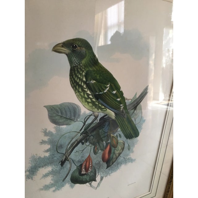 Early 20th Century Antique J.Wolf & J.Smith “Ailureadus Crassirostris” Lithograph Print For Sale - Image 4 of 11