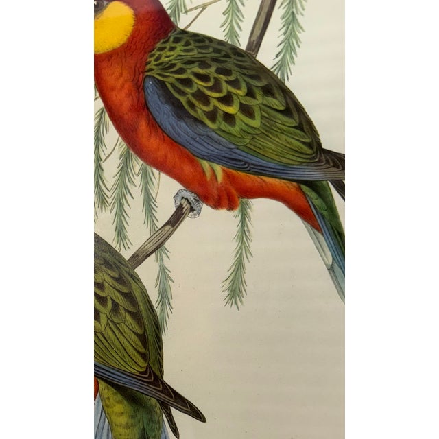 Mid 19th Century John Gould Original 1848 “Platycercus Icterotis” Hand-Colored Bird Lithograph For Sale - Image 5 of 9