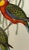 Mid 19th Century John Gould Original 1848 “Platycercus Icterotis” Hand-Colored Bird Lithograph For Sale - Image 5 of 9