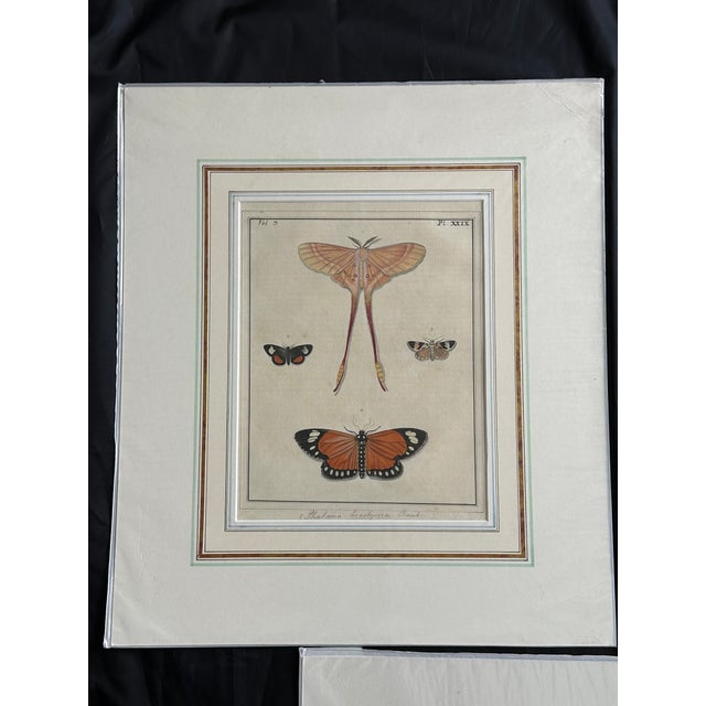 Antique Natural History Entomology Butterfly & Beetle Art Prints Set of Three For Sale - Image 4 of 15