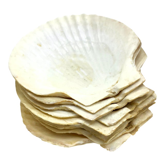 Vintage Large Real Clam Shell Dishes Set of 8 Chairish