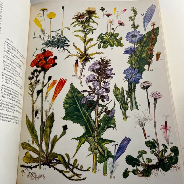 Red 1970 Wild Flowers of the World Book For Sale - Image 8 of 11