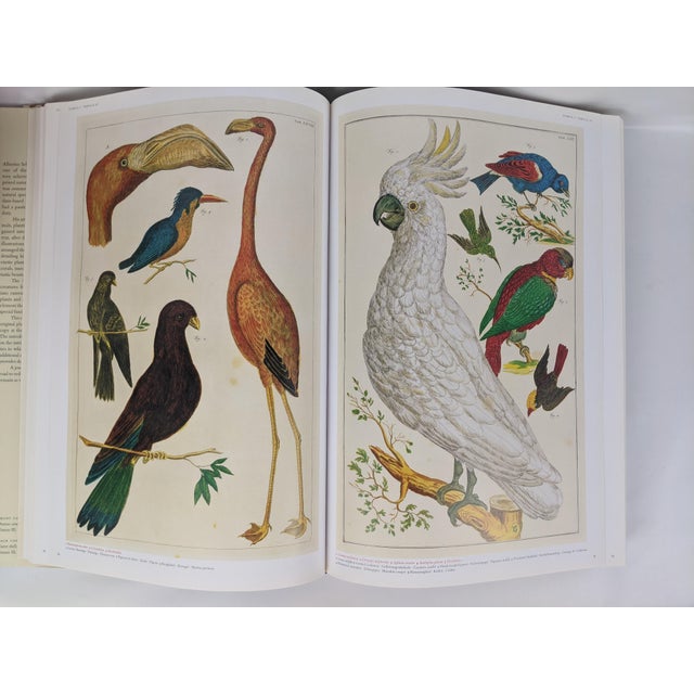 Paper Albertus Seba's Cabinet of Natural Curiosities – Taschen Red & White Illustrated Book For Sale - Image 7 of 12