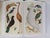 Paper Albertus Seba's Cabinet of Natural Curiosities – Taschen Red & White Illustrated Book For Sale - Image 7 of 12
