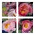 This polyptych showcases a vibrant arrangement of four peonies, rendered in rich, expressive brushstrokes that highlight...
