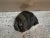 Mid-Century Modern 1970s Inuit Native Josie Nuluki Soapstone Carved Seal For Sale - Image 3 of 10