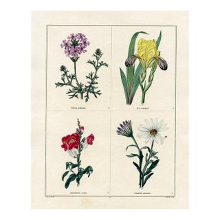 1829, Iris Botanical Print, the Botanic Garden, Original Antique Botanical Print, Engraving, Hand Colored, England For Sale