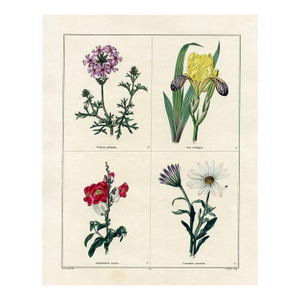 1829, Iris Botanical Print, the Botanic Garden, Original Antique Botanical Print, Engraving, Hand Colored, England