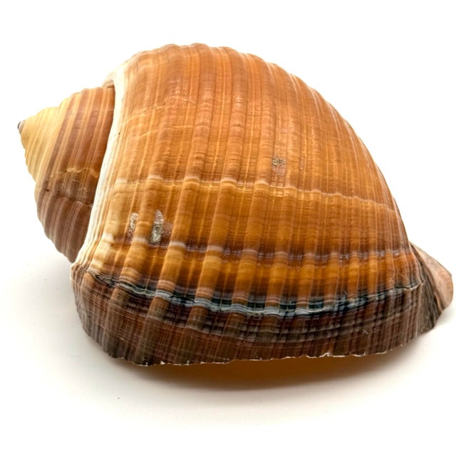 Vintage Large Tun Ocean Snail Shell Seashell For Sale - Image 4 of 8