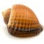 Vintage Large Tun Ocean Snail Shell Seashell For Sale - Image 4 of 8