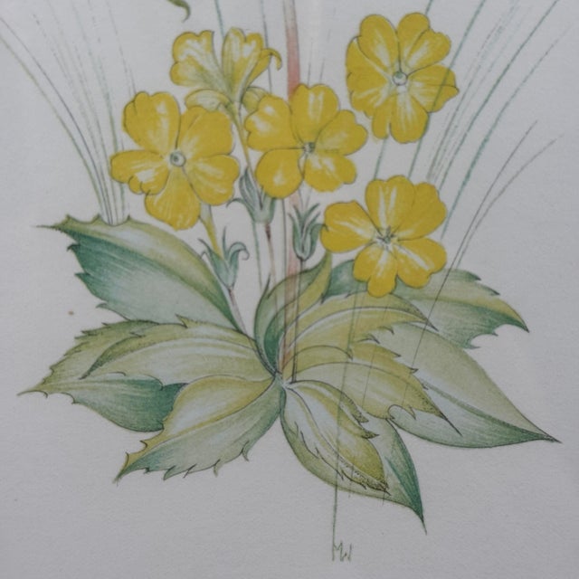 Title: Vintage Margot Weemaes Primula Kewensis Botanical Print 1981 Framed For Sale - Image 9 of 11