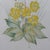 Title: Vintage Margot Weemaes Primula Kewensis Botanical Print 1981 Framed For Sale - Image 9 of 11