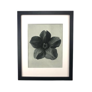 Framed Antique Photogravure Blossfeldt Botanical Print - No. 74 For Sale