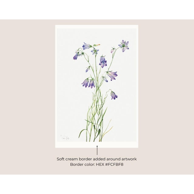Harebell, Vintage Botanical Art Print Reproduction by Mary Vaux Walcott, 40" X 60" For Sale In Buffalo - Image 6 of 11