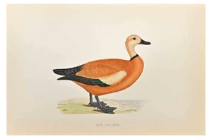 Alexander Francis Lydon, Ruddy Shieldrake, Woodcut Print, 1870