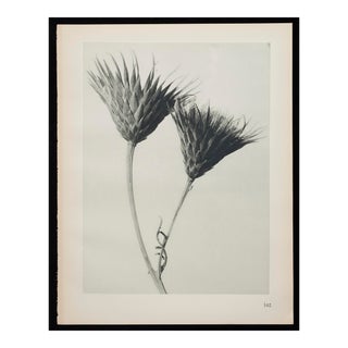 Original Carl Blossfeldt Botanical Photogravure Print For Sale