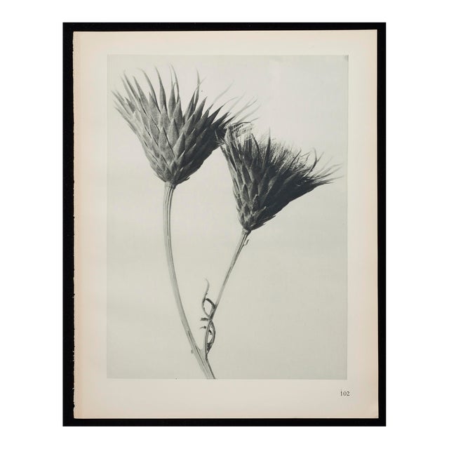 Original Carl Blossfeldt Botanical Photogravure Print For Sale
