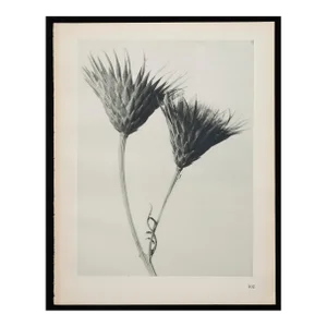 Original Carl Blossfeldt Botanical Photogravure Print
