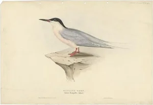 Gould, Roseate Tern, 1832, Paper