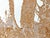 Mike Hoggg "Jungle Beast" Contemporary Neutral Toned Abstract Big Cat Animal Lace Painting, 2024 For Sale - Image 10 of 10