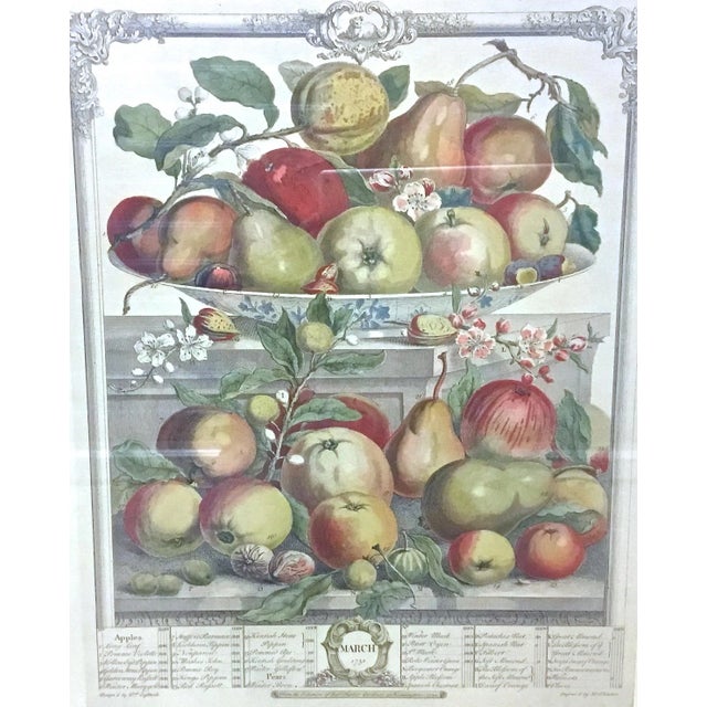 Vintage apple and pear species engraving displaying various types in a porcelain bowl and on a table surface. A cartouche...