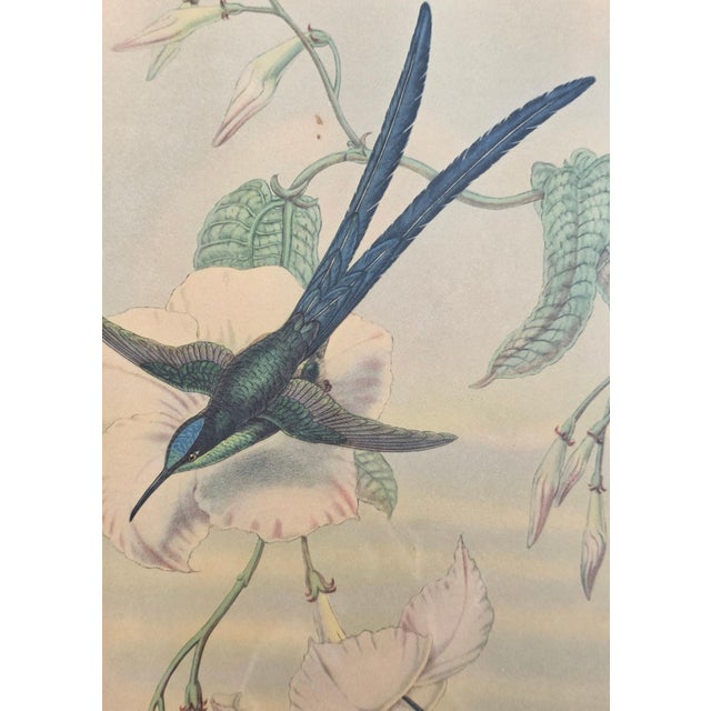 After W. Hart & HC Richter, Thalurania Refulgens and Hylonympha Macrocerca, 1800s, Hand-Colored Lithographs, Set of 2 For Sale - Image 18 of 18