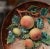 Pair of 19th Century French Hand Painted Ceramic Barbotine Fruit Wall Platters For Sale - Image 9 of 12