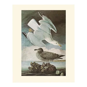 1966 Vintage Nautical Cottage Print "Herring Gull" After John James Audubon