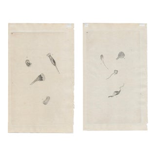 Pair of Antique Microscopic Organism Engravings For Sale
