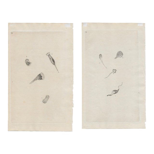 Pair of Antique Microscopic Organism Engravings For Sale