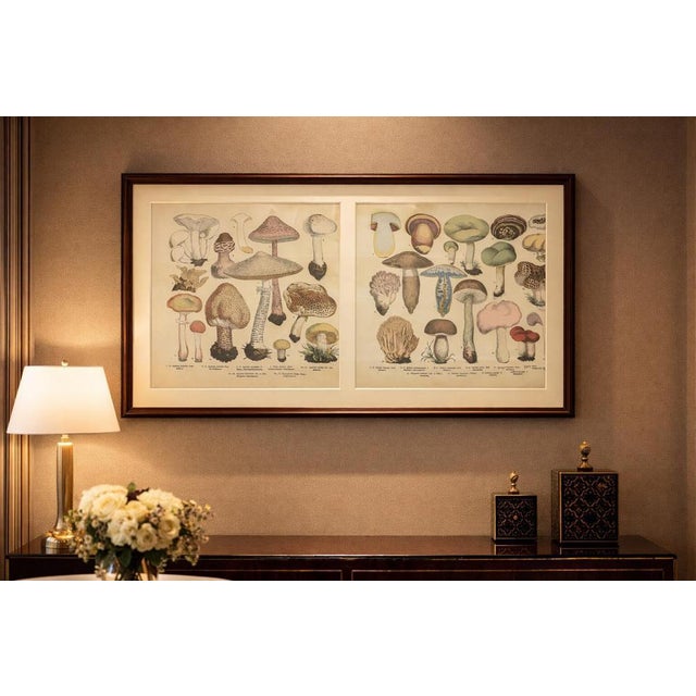 Red Dr. Wilhelm Fünfstück, Parasol & Boletes Mushrooms, 1885, Paper For Sale - Image 8 of 9