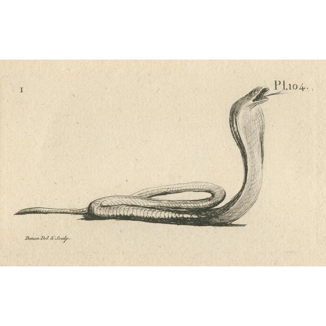 After Dominique Vivant Denon, Comparative Head Studies and Cobra, Egypt, 1802, Engraving on Paper For Sale - Image 3 of 9