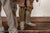 Red Early 19th Century Italian Knight in Armor Form Marionette For Sale - Image 8 of 15