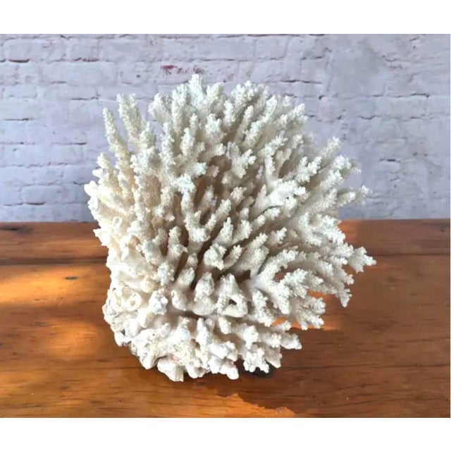 White Natural White Coral Reef Specimen #8 For Sale - Image 8 of 9