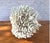 White Natural White Coral Reef Specimen #8 For Sale - Image 8 of 9